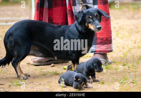 Dachshund photo de famille de chien, mère innocente et ses deux adorables pups de bébé regardant le caméraman, maître debout près d'eux tenant Banque D'Images