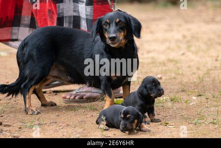 Dachshund photo de famille de chien, mère innocente et ses deux adorables pups de bébé regardant le caméraman, maître debout près d'eux tenant Banque D'Images