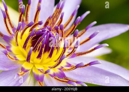 Nymphaea Colorata jour fleur d'eau et de lys de couleur bleu foncé à violet pétales, belle fleur aquatique gros plan macro photo, a un grand Banque D'Images