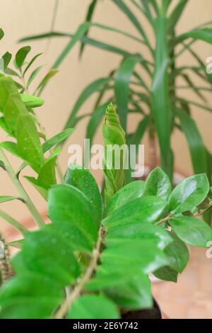 zamioculcas. soins à domicile pour les plantes de maison, vaporiser les fleurs à l'aide d'un pistolet pulvérisateur. engrais pour fleurs en bouteilles Banque D'Images