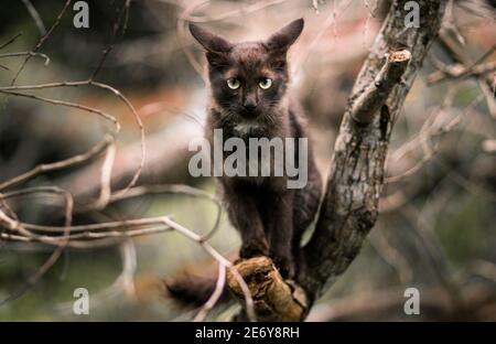 Chat assis dans une branche haut en haut dans la nature et regardant la caméra, les yeux nets vers l'avant, Banque D'Images