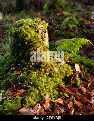 Ancienne couverture de souche avec mousse verte, Irlande, Banque D'Images