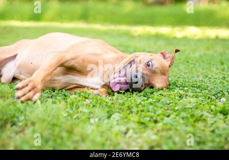 Un chien mixte Pit Bull Terrier qui roule dans le herbe avec une expression drôle sur son visage Banque D'Images