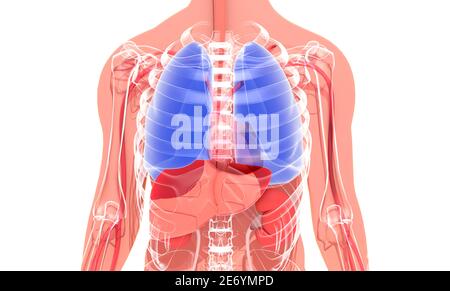 illustration 3d du corps humain, montrant l'anatomie interne sur une silhouette. En mettant en évidence (agrandi) le système respiratoire, Banque D'Images