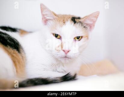 Un Calico Shorthair chat couché et regardant le appareil photo avec une expression grompie Banque D'Images