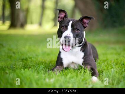 Un chien de race mixte Terrier noir et blanc couché l'herbe et regarder la caméra avec une tête inclinaison Banque D'Images