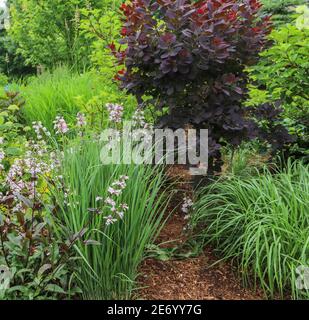 Beardstongue, rouge huské, avec des fleurs blanches et un feuillage violet foncé entrecroisé entre l'herbe ornementale de northwind crée une clôture naturelle. Banque D'Images