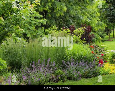 Beardstongue, rouge huské, avec des fleurs blanches et un feuillage violet foncé entrecroisé entre l'herbe ornementale de northwind crée une clôture naturelle. Banque D'Images