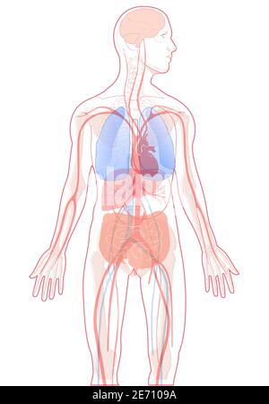 Illustration vectorielle organes internes anatomie humaine vecteur sur fond blanc, anatomie interne humaine. Illustration de Vecteur