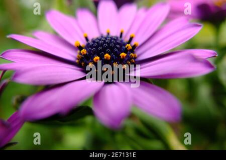 Dimorphotheca ecklonis lilas fleur Banque D'Images