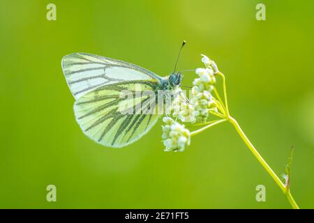 Papillon blanc à voiles vertes, Pieris nali, reposant dans un pré sur des fleurs blanches d'Anthriscus sylvestris, connu sous le nom de persil de vache, un bisannuel herbacé Banque D'Images