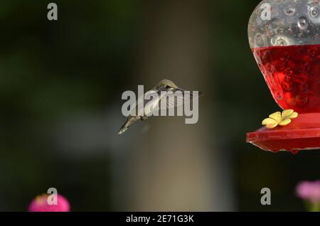 Hummingbird planant à un mangeoire Banque D'Images