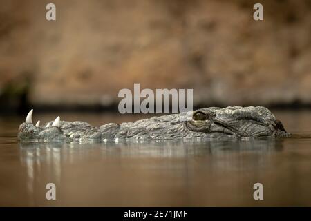 Crocodile du Nil Crocodylus niloticus allongé dans une embuscade Banque D'Images