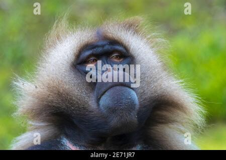 Gros plan d'un babouin de Gelada , Theropithecus gelada, Banque D'Images