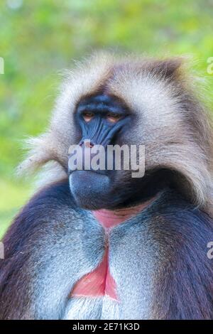 Gros plan d'un babouin de Gelada , Theropithecus gelada, Banque D'Images