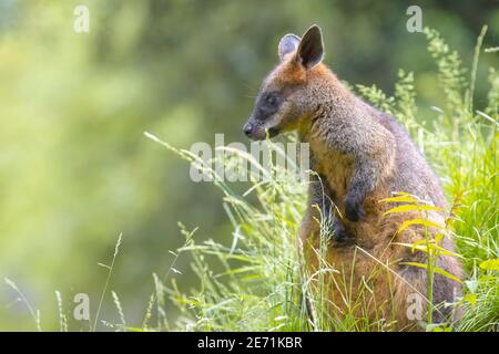 Marais wallaby Wallabia bicolore assis dans l'herbe Banque D'Images