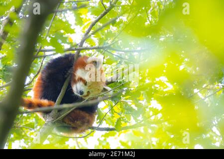 Petit panda rouge se reposant dans un arbre en face de la caméra. C'est un petit mammifère arboricole originaire de l'Himalaya oriental et le sud-ouest de la Chine qui a Banque D'Images