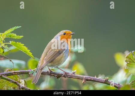 Gros plan d'un robin européen erithacus rubecula chantant dans un forêt verte Banque D'Images