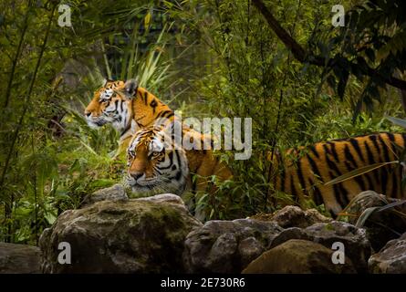 deux tigres d'amour dans la sous-croissance Banque D'Images