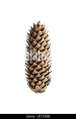 Strombilus d'une épinette de Norvège (Picea abies) Banque D'Images