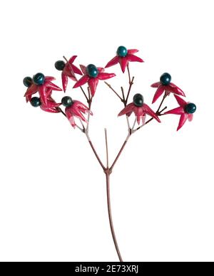 Harlequin glorybower (Clerodendrum trichotomum) drupes Banque D'Images