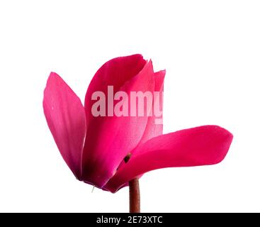 Fleur de cyclamen perse (Cyclamen persicum) Banque D'Images