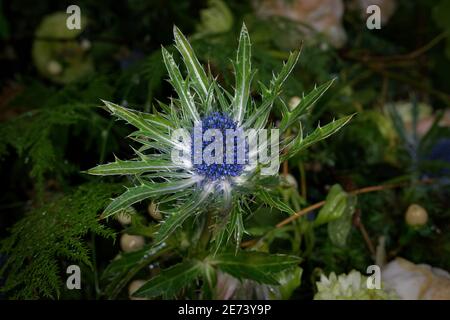 Eryngium, le chardon eryngo en gros plan Banque D'Images