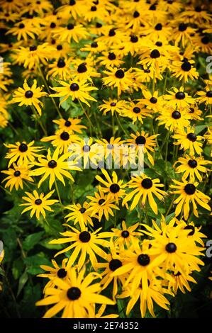 Gerbera est un genre de plantes ornementales de la famille des tournesol (Asteraceae) qui comprend environ 30 espèces sauvages. Banque D'Images