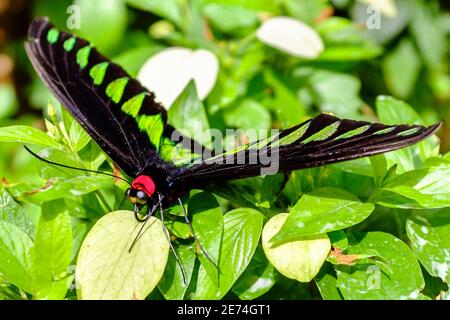 Papillon très unique en Malaisie - l'aile d'oiseaux du Rajah Brooke Banque D'Images