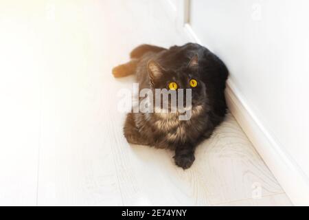 Beau chat noir domestique doux avec des yeux jaunes se trouve sur le plancher en bois. Jour ensoleillé, appartement lumineux. Les animaux de compagnie dorloter au soleil Banque D'Images