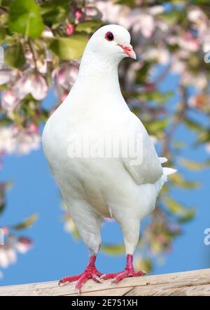 un pigeon blanc sur fond fleuri - pigeon impérial - ducula Banque D'Images