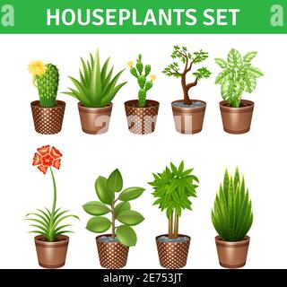 Plantes de maison icônes réalistes ensemble avec des fleurs de cactus et des pots isolés illustration vectorielle Illustration de Vecteur