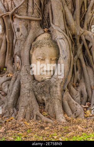 Tête de Bouddha intégrée dans un Banyan Tree à Ayutthaya, Thaïlande Banque D'Images