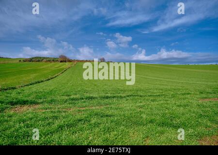 Magnifique herbe verte sur une petite colline et d'énormes nuages dessus. Arbres séchés en haut de la colline. Champ agricole avant récolte. Photo à angle bas Banque D'Images