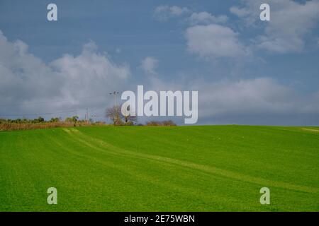 Magnifique herbe verte sur une petite colline et d'énormes nuages dessus. Arbres séchés en haut de la colline. Champ agricole avant récolte. Photo à angle bas Banque D'Images