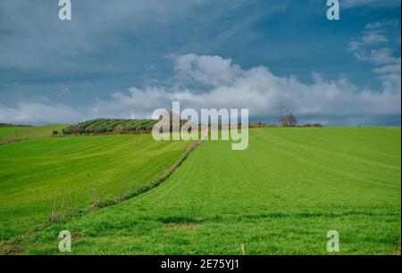 Magnifique herbe verte sur une petite colline et d'énormes nuages dessus. Arbres séchés en haut de la colline. Champ agricole avant récolte. Photo à angle bas Banque D'Images