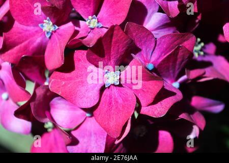 Macro de fleurs de plantes de maison d'hortensia rose foncé Banque D'Images