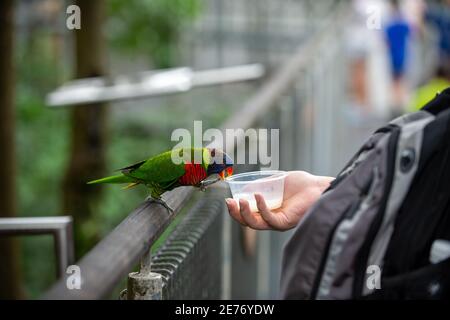 La main humaine tenait la tasse en plastique pour nourrir de magnifiques perroquets de couleur est une activité du zoo organisée pour les touristes. Banque D'Images