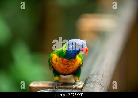 Un perroquet coloré se tenant sur un balcon en bois du zoo. Arrière-plan de la forêt flou et magnifique bokeh. Banque D'Images