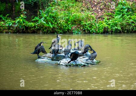 Plusieurs grands cormorans noirs se trouvent sur les rochers de l'étang, le fond est une forêt naturelle au zoo. Banque D'Images