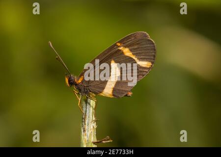 Elf Butterfly, microtia elva, Nymphalidae. Vue ventrale. Banque D'Images