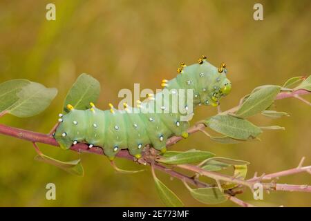 Larve de Silkmoth de Glover, Hyalophora columbia gloveri, Saturniidae. Longueur 90 mm. Alimentation sur la feuille de Pointleaf Manzanita, Arctostaphylos pungens. Banque D'Images