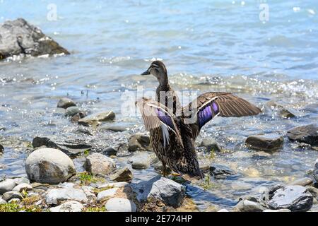 Un canard qui flip avec ses ailes au lac, il y a beaucoup de rochers dans l'eau, dans la journée, la vue de derrière Banque D'Images