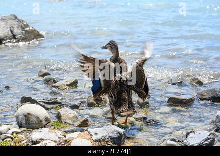 Un canard qui flip avec ses ailes au lac, il y a beaucoup de rochers dans l'eau, dans la journée, la vue de derrière Banque D'Images