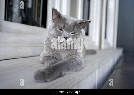 British Shorthair chat bleu-gris couleur et orange yeux, Pure et belle race sont assis confortablement et fermant vos yeux Banque D'Images