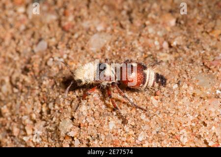 Velvet Ant femelle, Dasymutilla asteria, Mutillidae. Longueur 16 mm. Banque D'Images