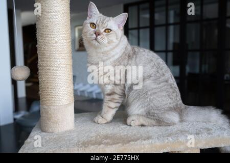 Le chat de shorthair britannique, couleur argent-chocolat, est assis sur un ensemble de jouets qui a été utilisé pour jouer Banque D'Images