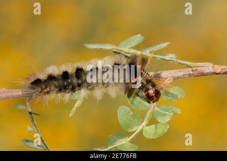 Th larva, Halysidota davisii, Arctiidae. Se nourrissant du sumac du désert ou du sumac de la littleaf, Rhus microphylla. Banque D'Images