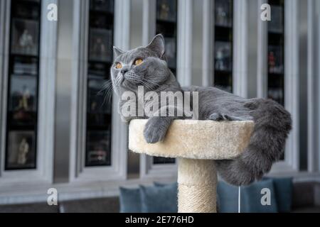 British Shorthair chat bleu-gris couleur et orange yeux, Pure et belle race est assis confortablement sur un matelas doux et regardant à gauche. Banque D'Images