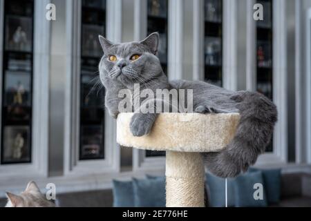 Le chat pylashort britannique de couleur bleu-gris et les yeux orange, Pure et belle race est assise confortablement sur un matelas doux. Banque D'Images